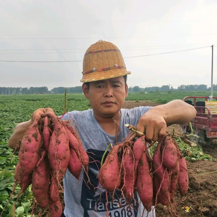 皖北红薯哥（刚）