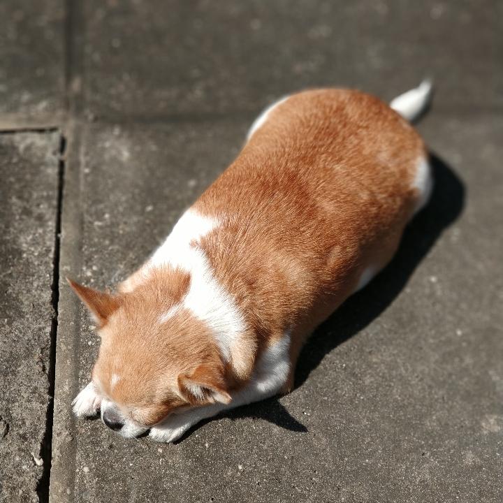 鬼面壳