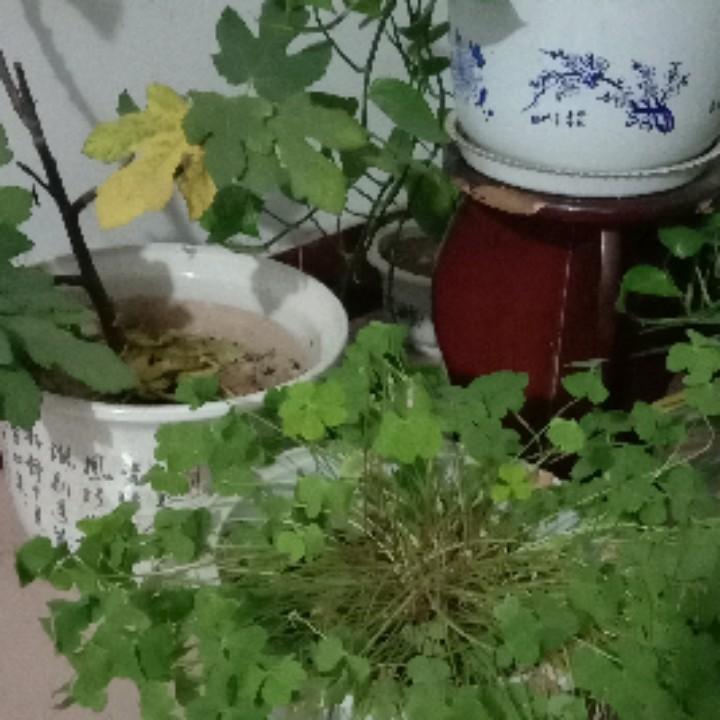 幸福人生