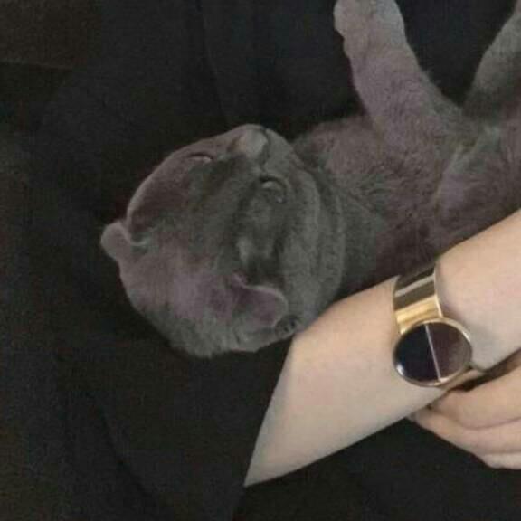 敬谢不敏