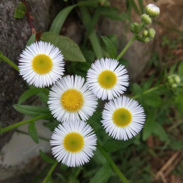 槿此而已