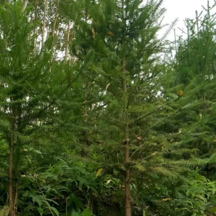 小谢