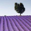 （ 笑看人生 ）