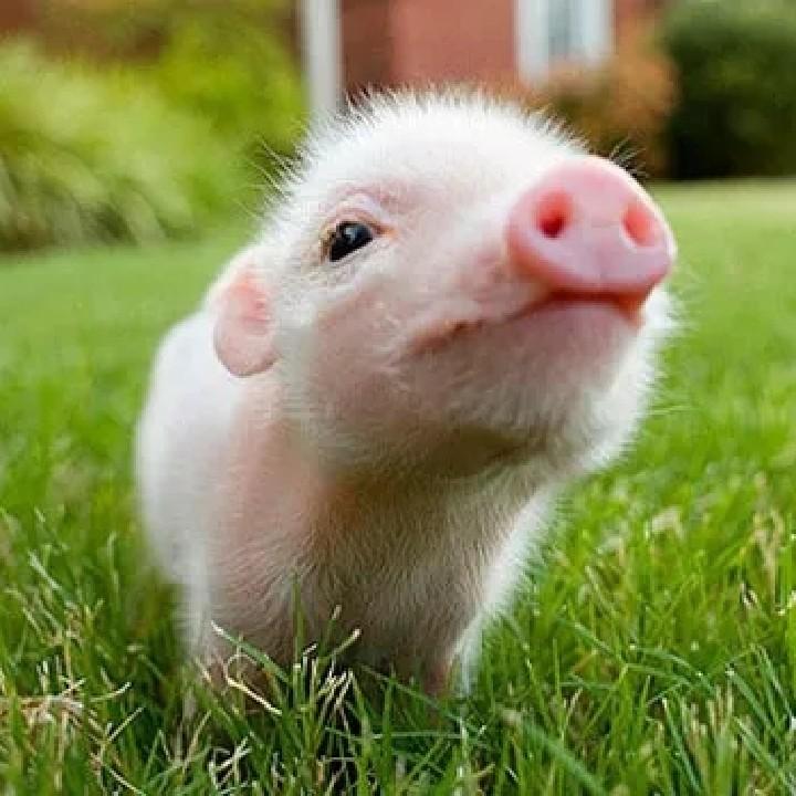 我和我的五个神经室友