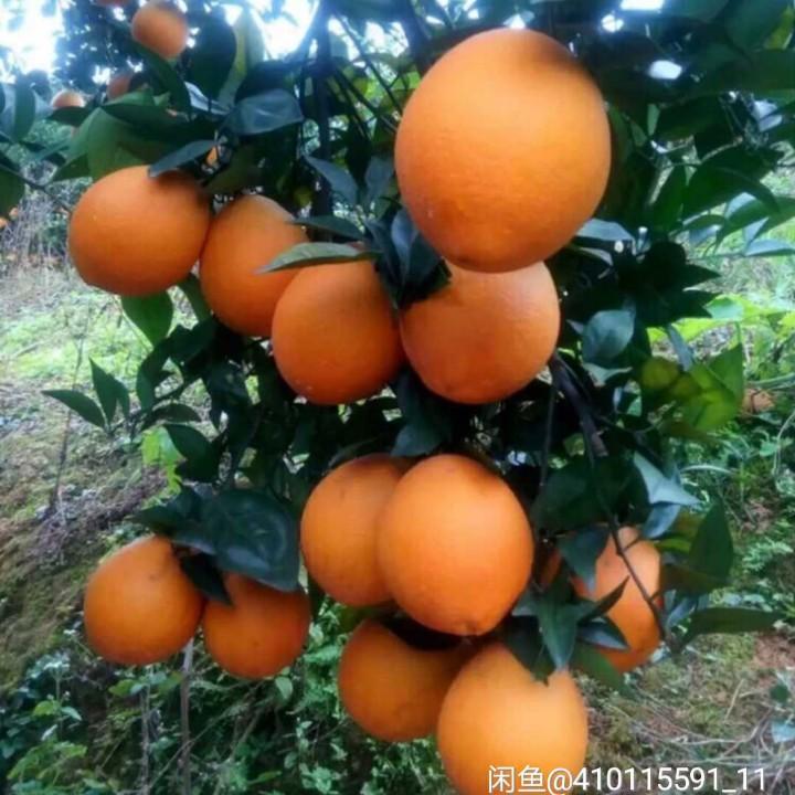 瑞金市原产地赣南脐橙