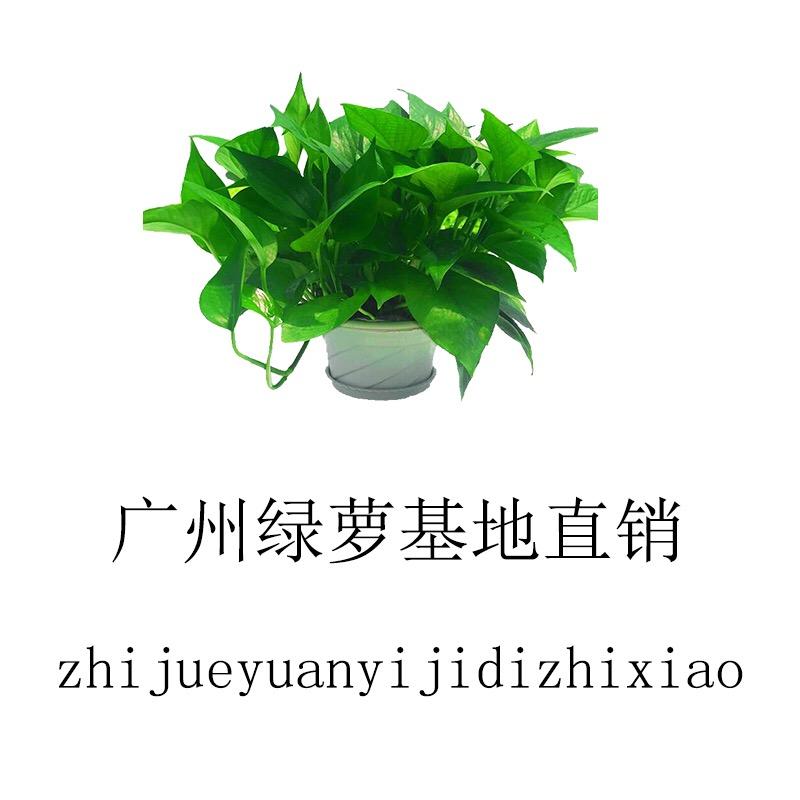 植觉精选园艺