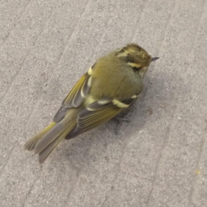 我是一只小小鸟🇨🇳