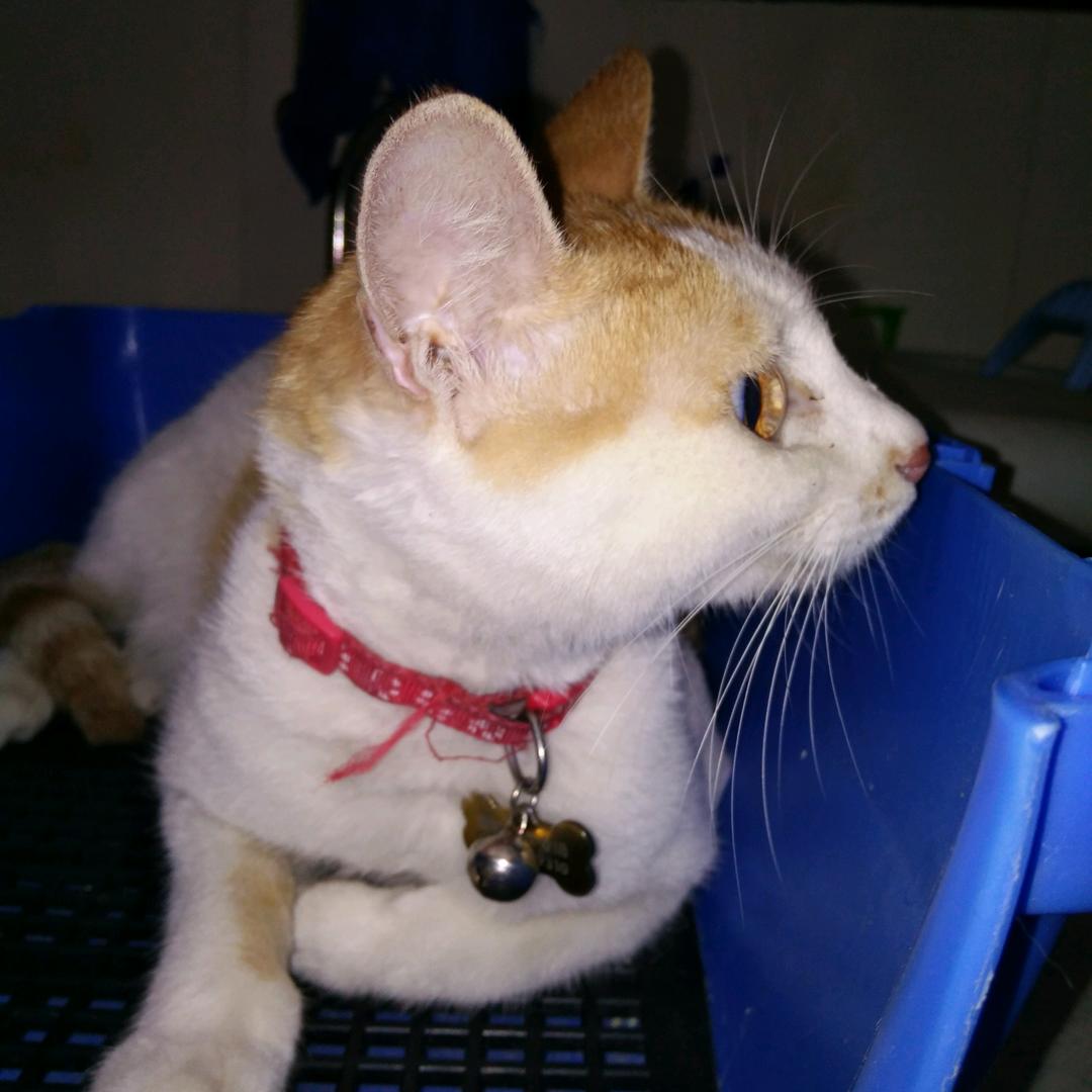 ฅ酸奶的猜秦寻Lฅ