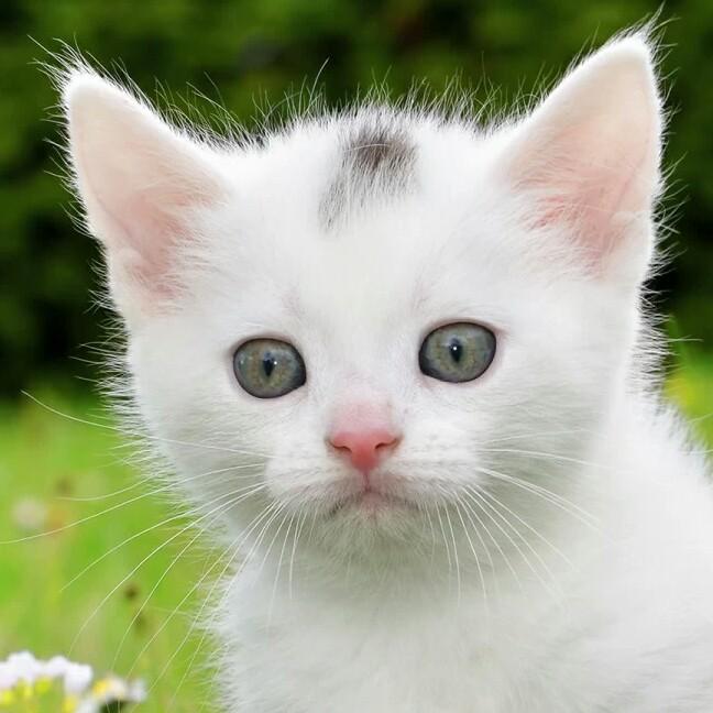 雅格窗帘成品批发