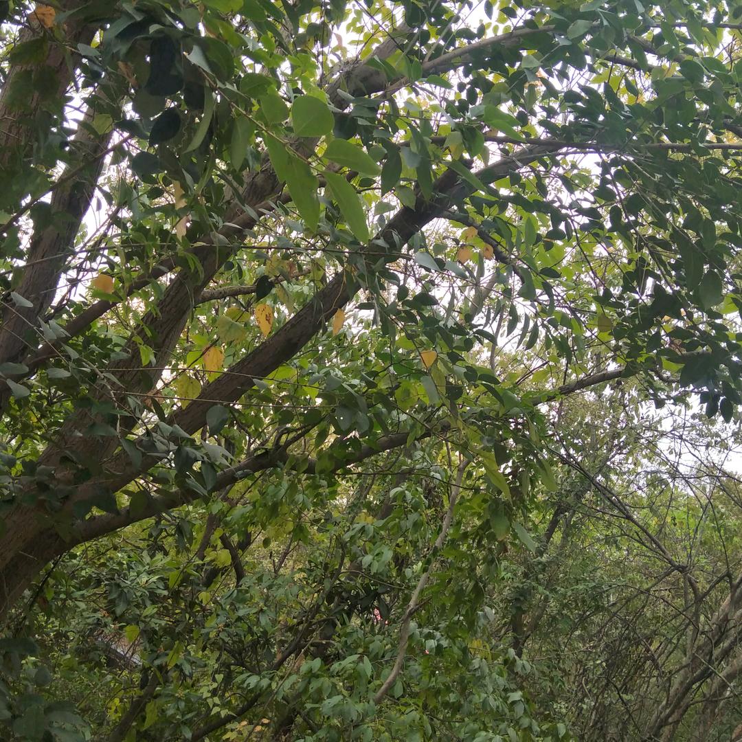 思雨如世