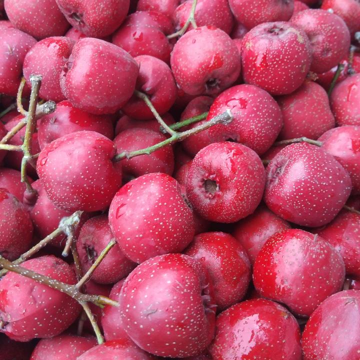 天津振东优质甜口山楂