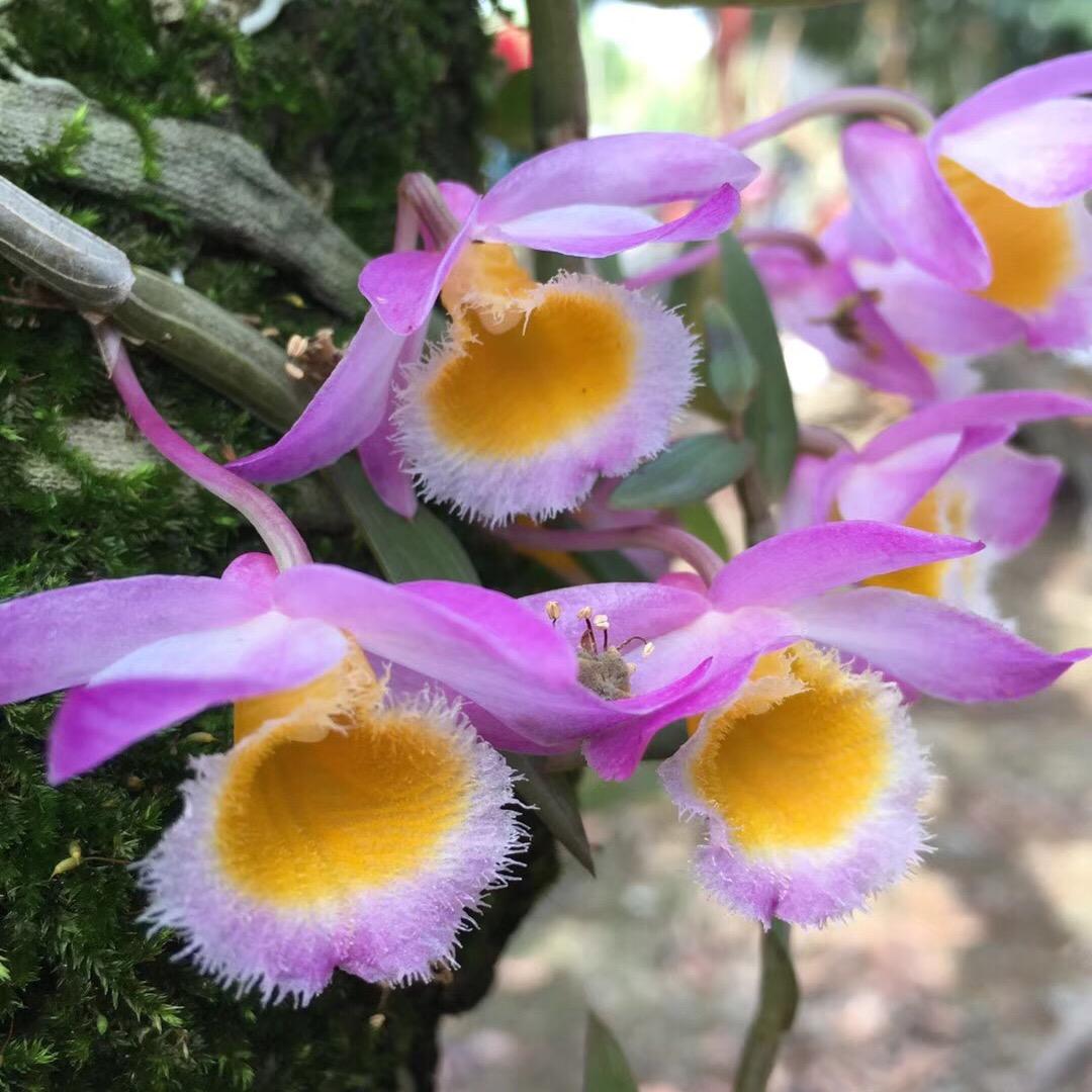 卫大强的慢茶时光