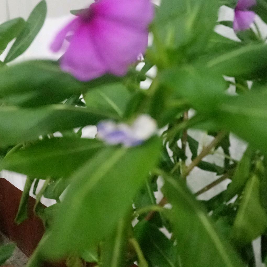 竹林听雨~龙泉饭店