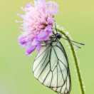 ( ❤️ ˍ ❤️ )