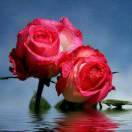 笑颜如花  （拒绝私聊）