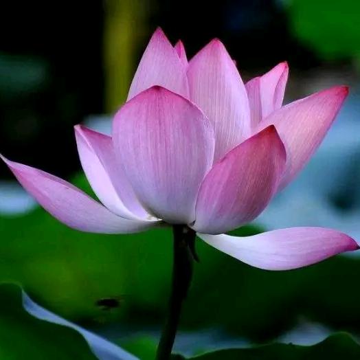 油漆工♥阳光姐♥☞何气生财☜♥