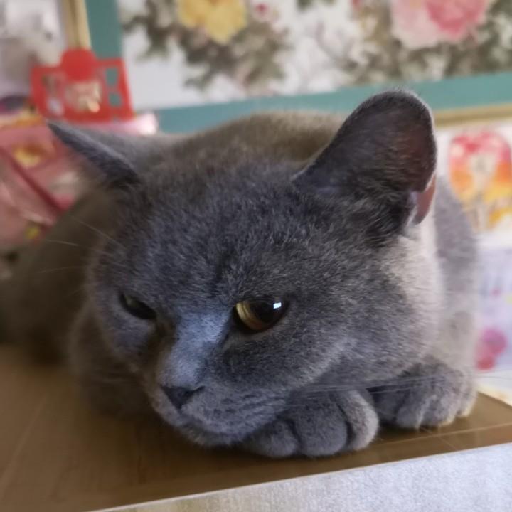 会飞的蜗牛