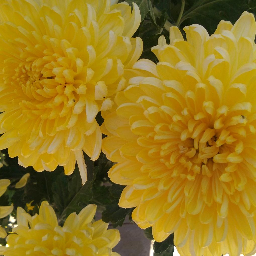 花好月圆