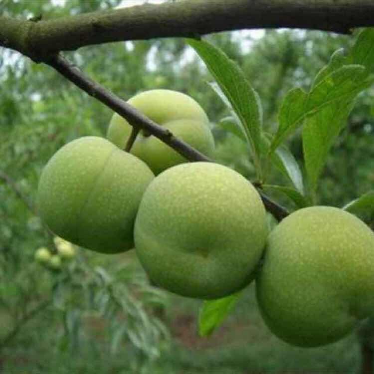 李子哥💪💪💪