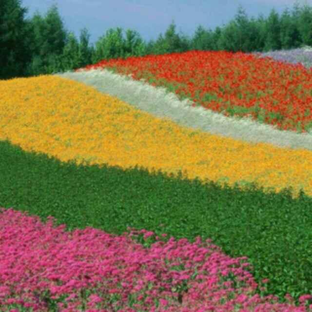 电台老毕