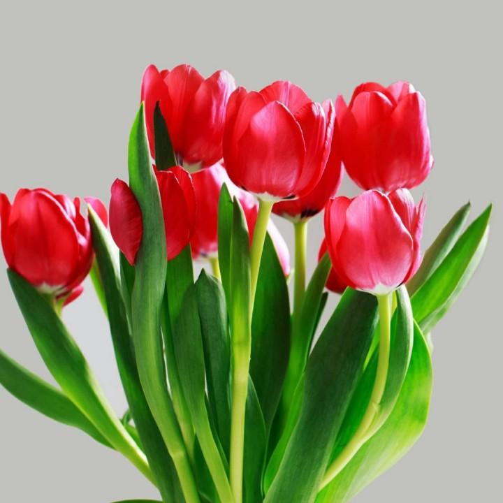向阳花