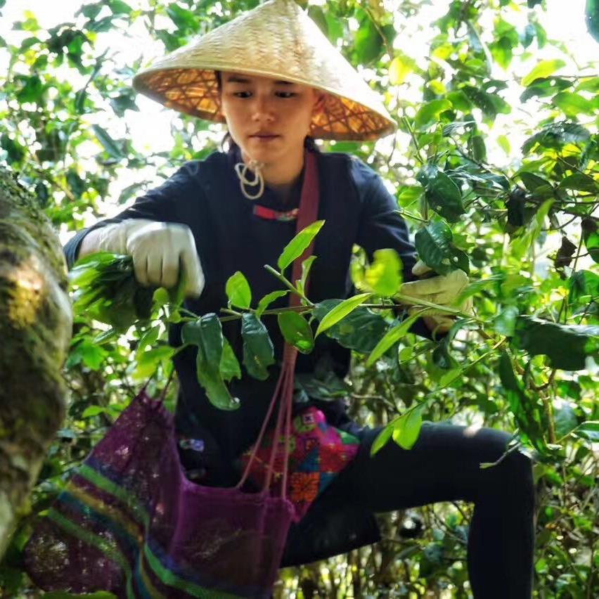 设设~帕沙中寨犀牛塘茶农