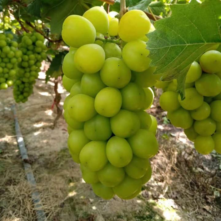 老吴葡萄园