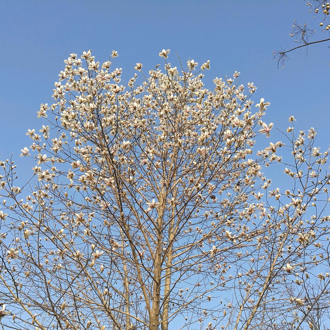 汉兴芒砀