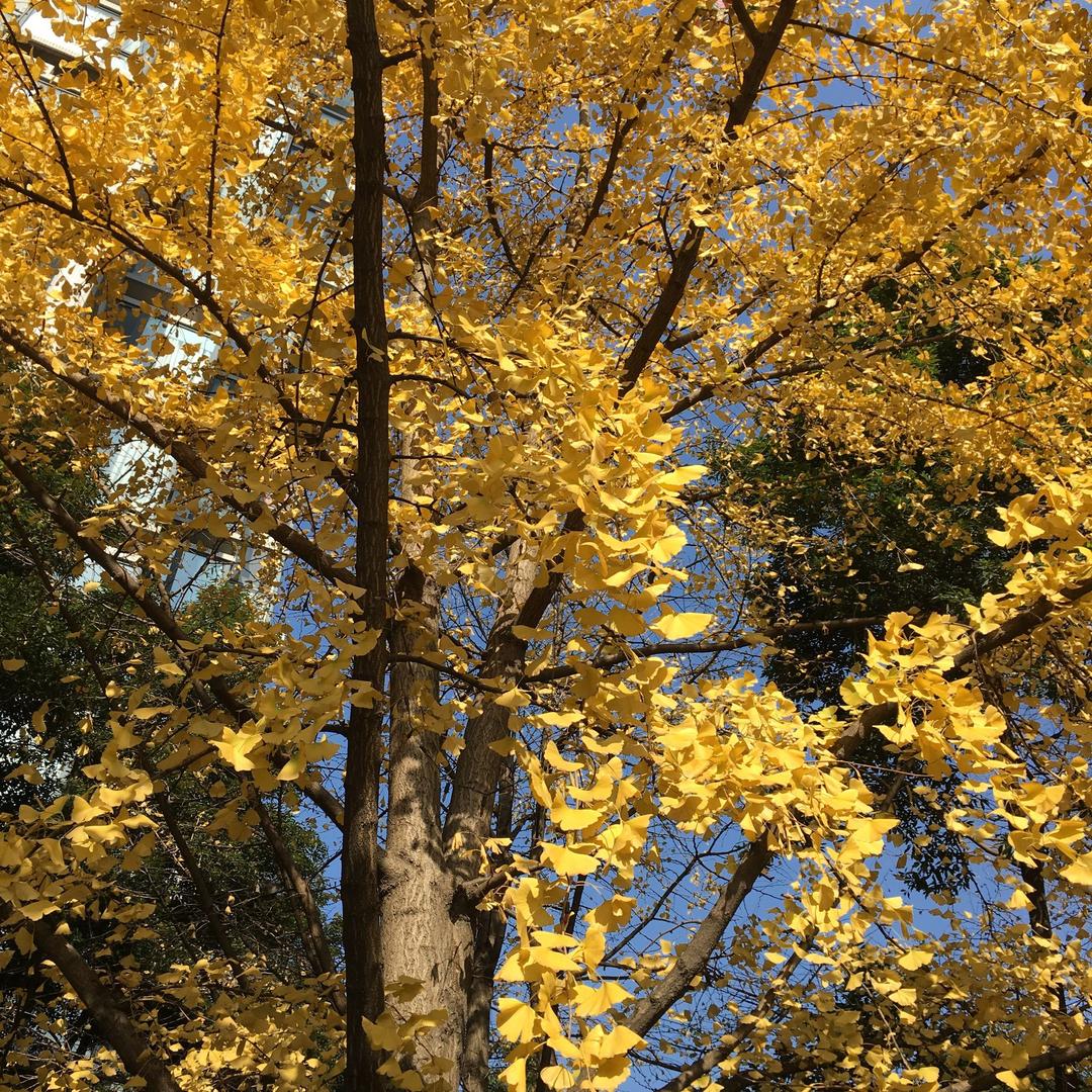 枫叶🍁