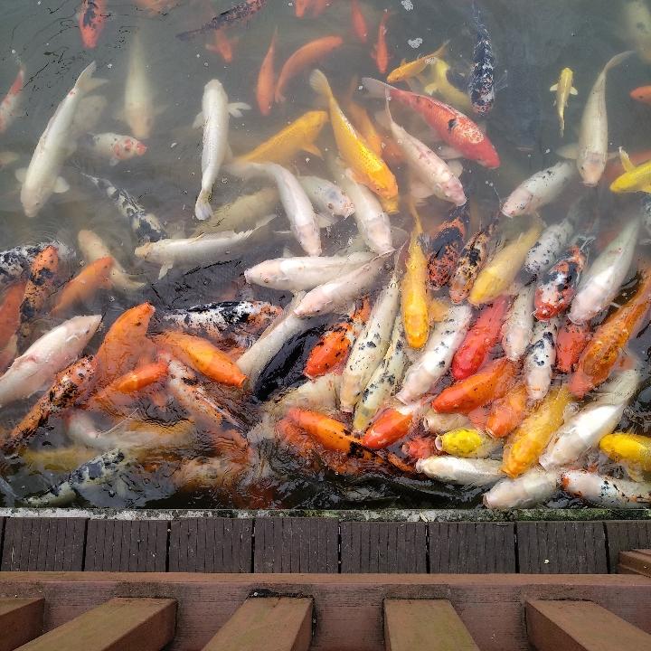 会飞的牛