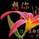 人生如梦🌷🌷