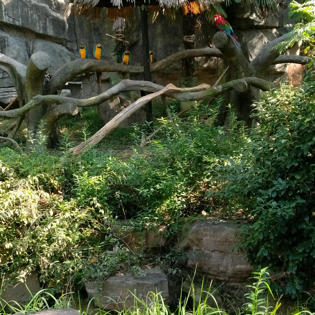 阿新