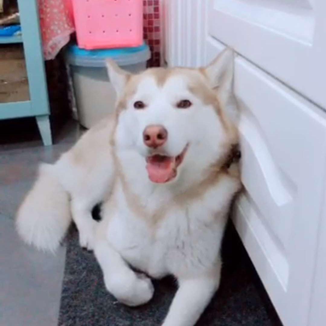 哈士奇可乐
