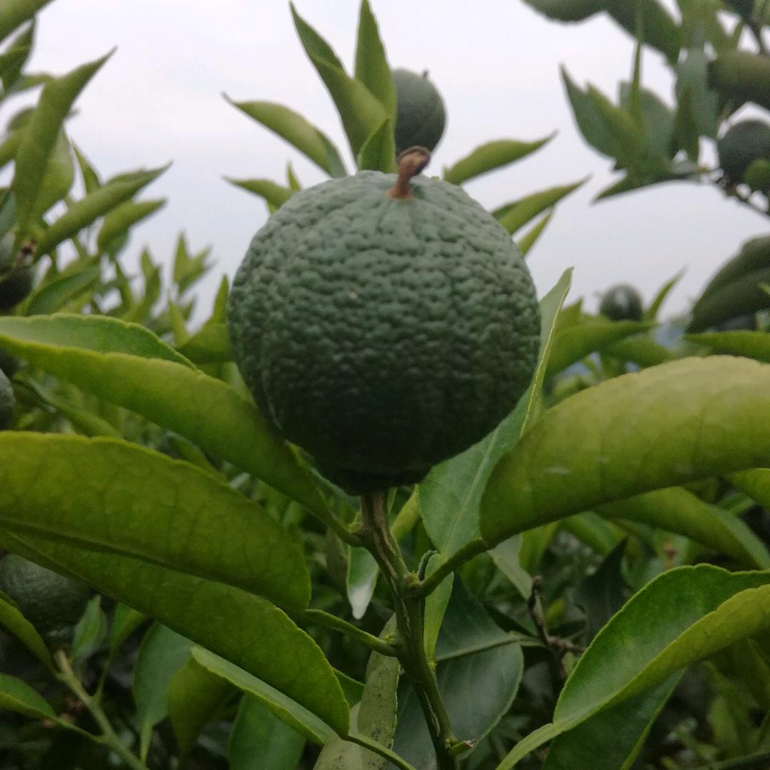 ╮（╯＿╰）╭孤独