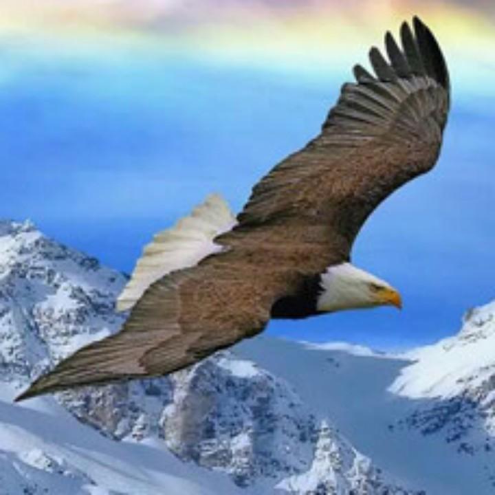 雪域雄鹰  🦅