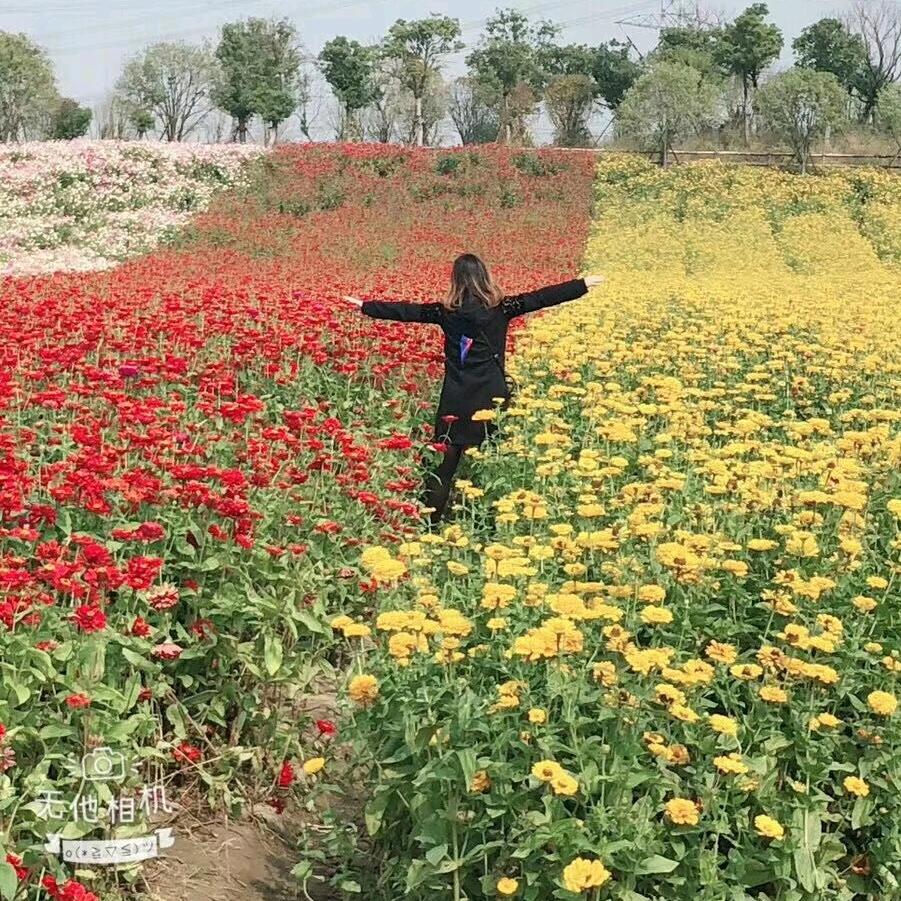 🌻 向日葵