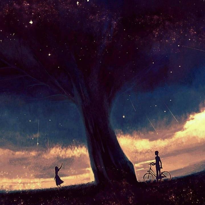 枫木