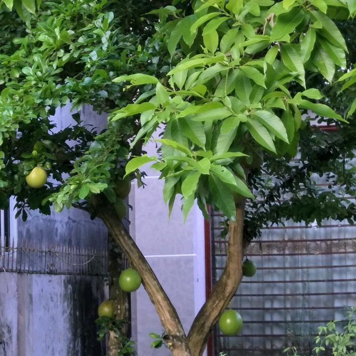 小柔柔