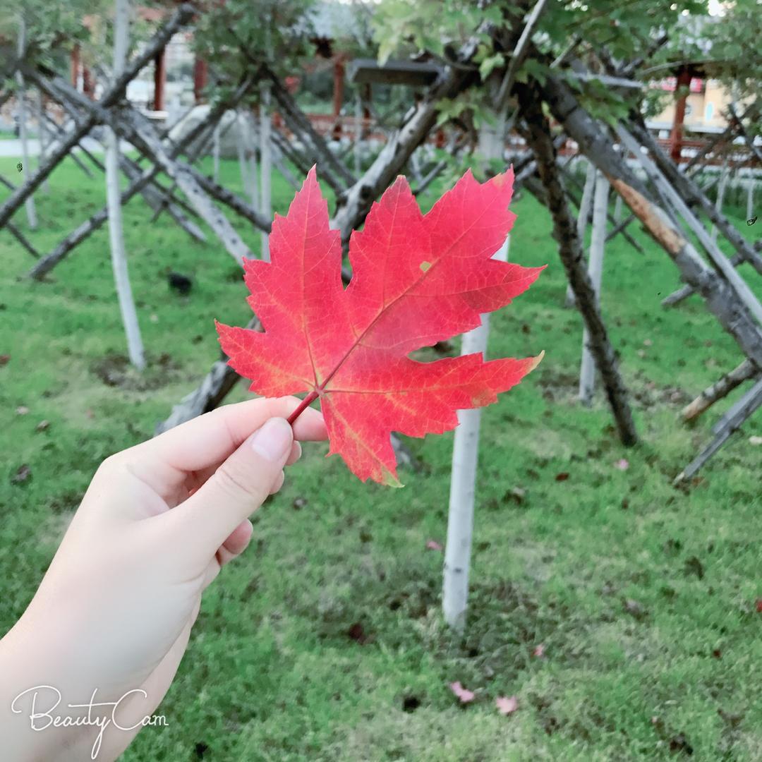 晶哥哥