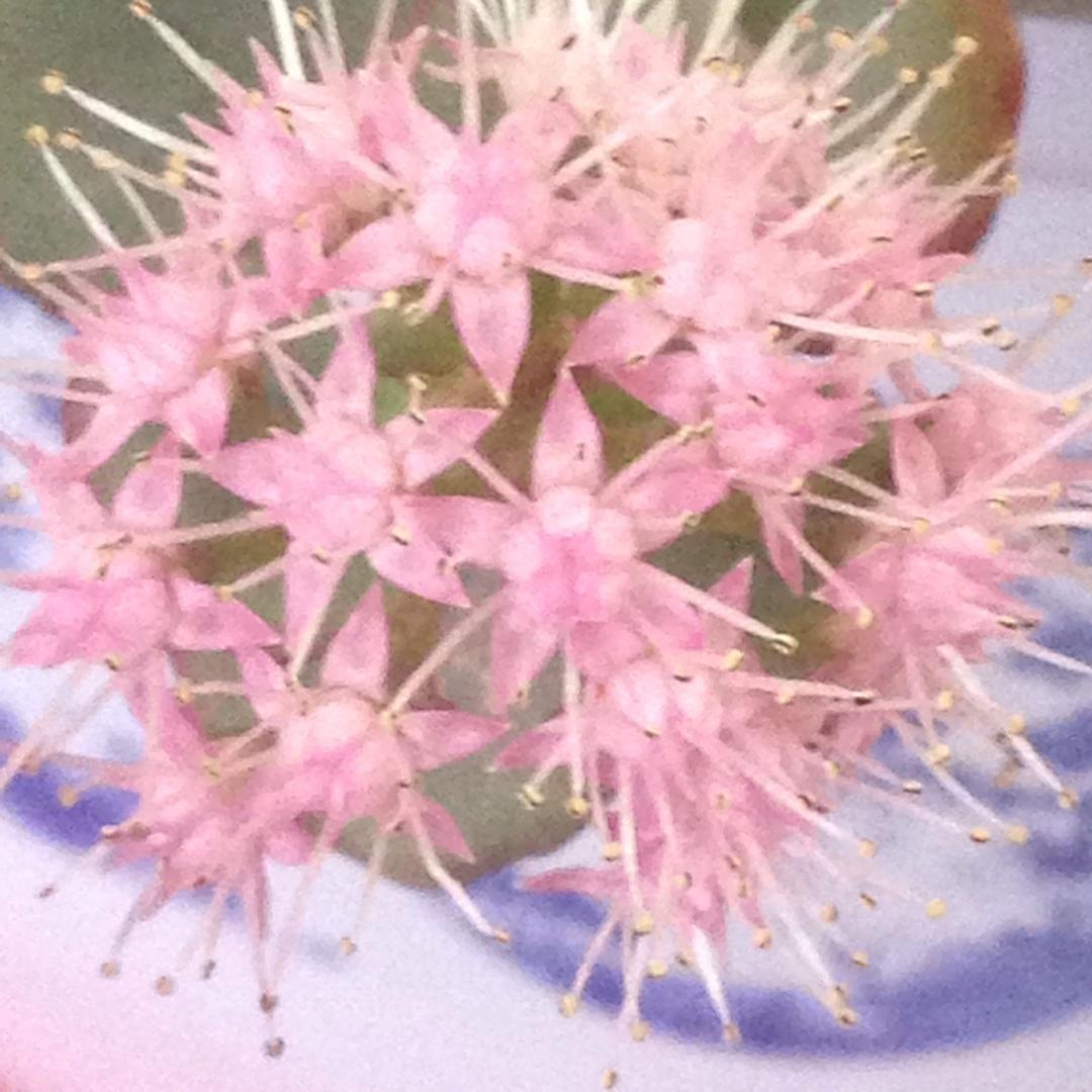 抖