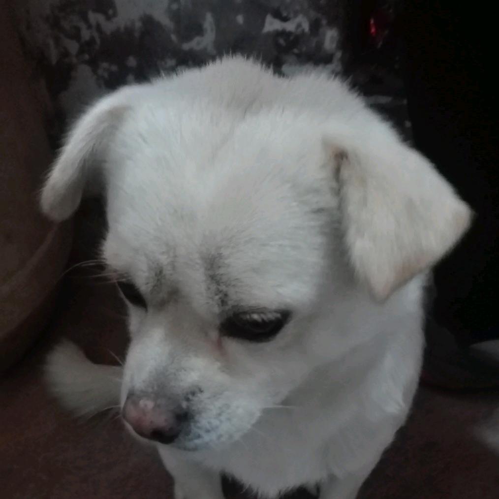 跟着毛神学走位