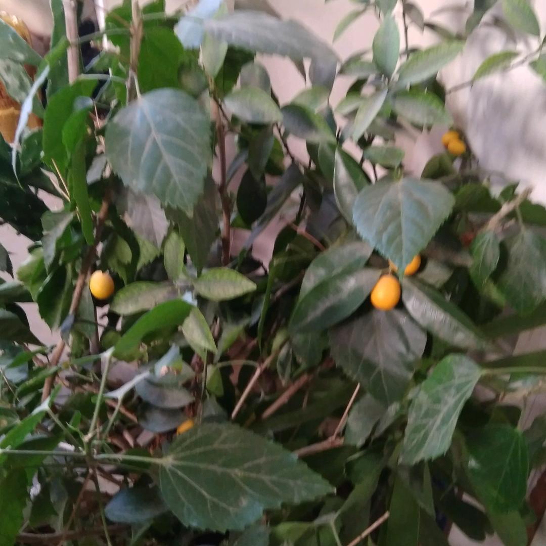 莫言。有关必回