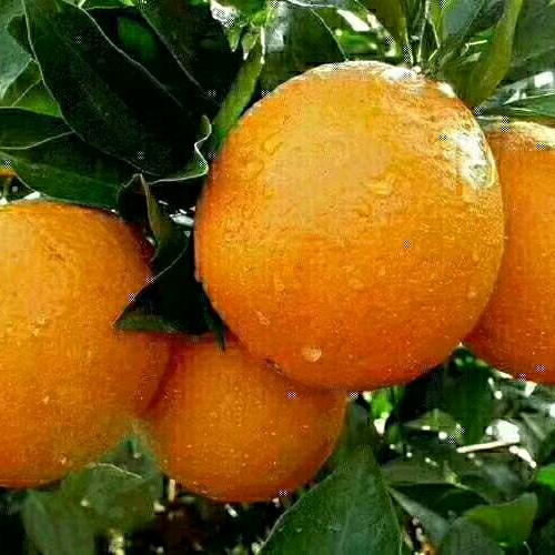 阿云呀