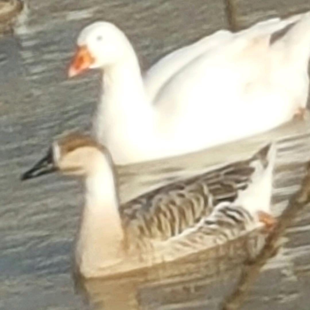 春雷生态（晚上20.25）