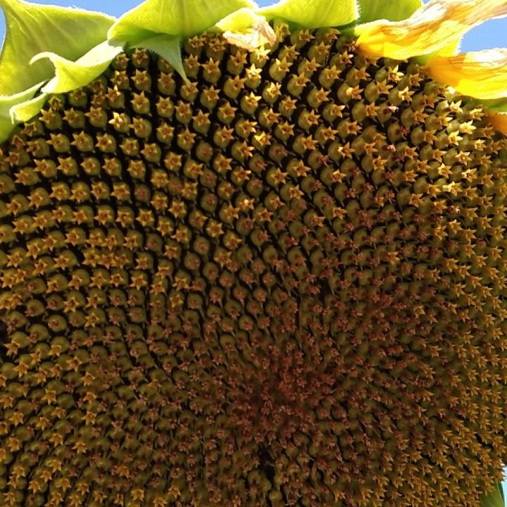 烧鸭佬