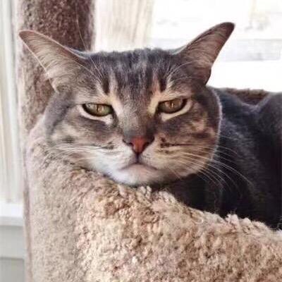 猪弯弯