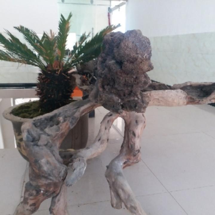 乌蒙镇大寨村大鸡中鸡脱温鸡苗批发零售