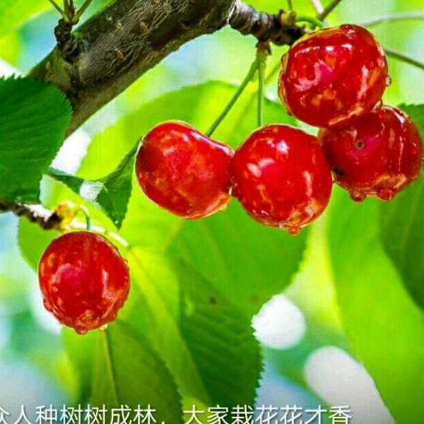 一面湖水
