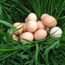 东山农场芦花鸡蛋
