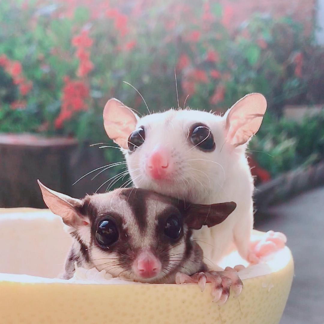 我家萌宠会飞@抖音